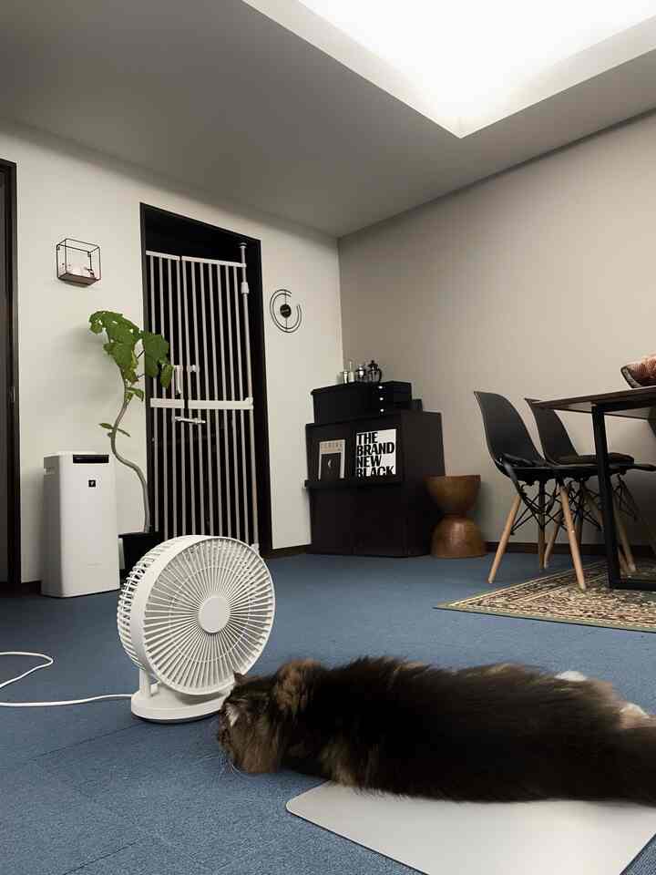 Natural modern living room with white walls and black furniture, featuring a cat resting on a blue rug and a circulator fan nearby