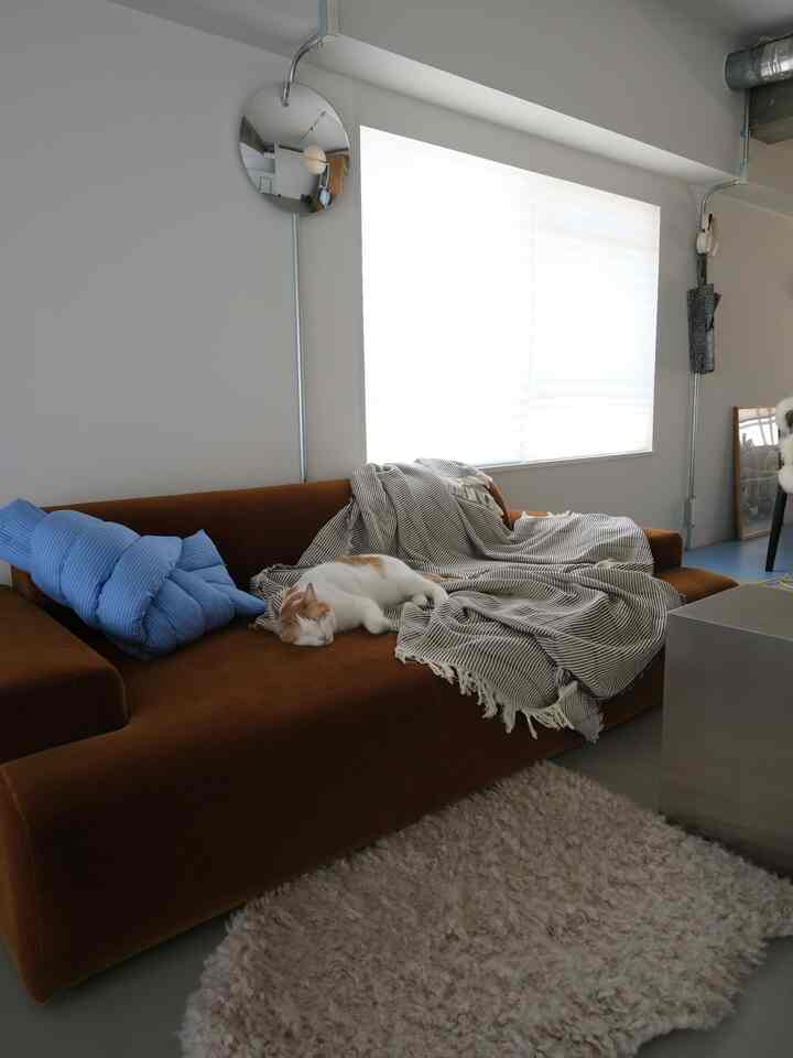 White walls and blinds living room with a brown sofa featuring a blanket and a sleeping cat, creating a cozy atmosphere