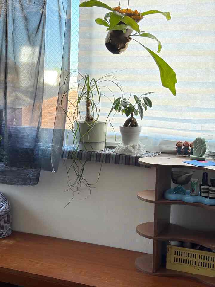 窓辺の観葉植物

#ヴィンテージ家具　#ミッドセンチュリー