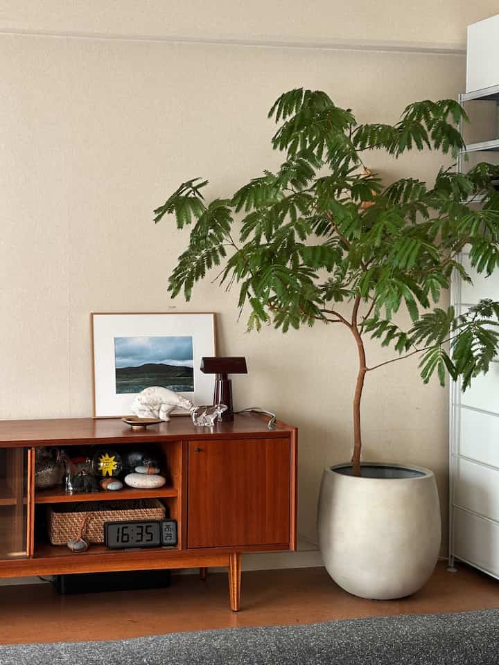 少し模様替えをした。エバーフレッシュが元気

#観葉植物 #エバーフレッシュ 
