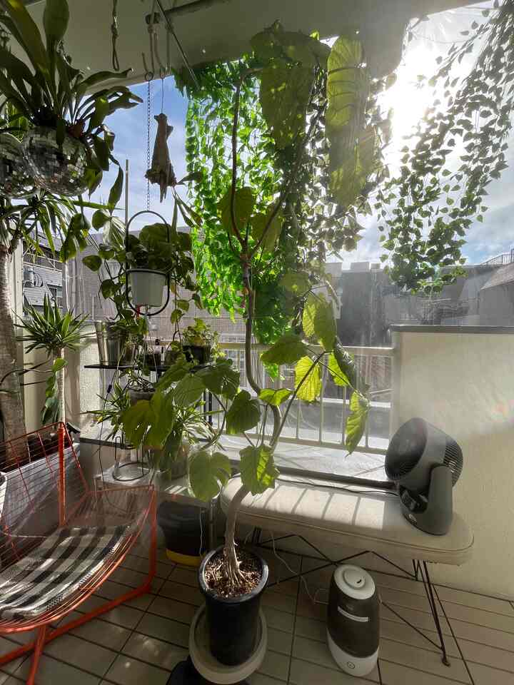 楽しいバルコニーの季節です。
フェイカグリーンカーテンが奏功しているようで植物たちが元気です。ニョキニョキ育て〜。

#ワンルーム #賃貸インテリア #観葉植物 #リノベーション 