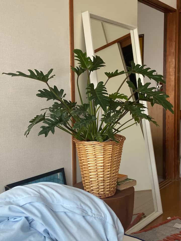 🆕☁️✨

#midcentury #midcenturymodern 
#ikea #1dk#ひとり暮らし#キッチン
 #インテリア #リビング #生活感のある暮らし 
#ミッドセンチュリー #ミッドセンチュリーモダン
#在宅勤務 #韓国インテリア#北欧インテリア#marketb
#2026Ohouse新生活