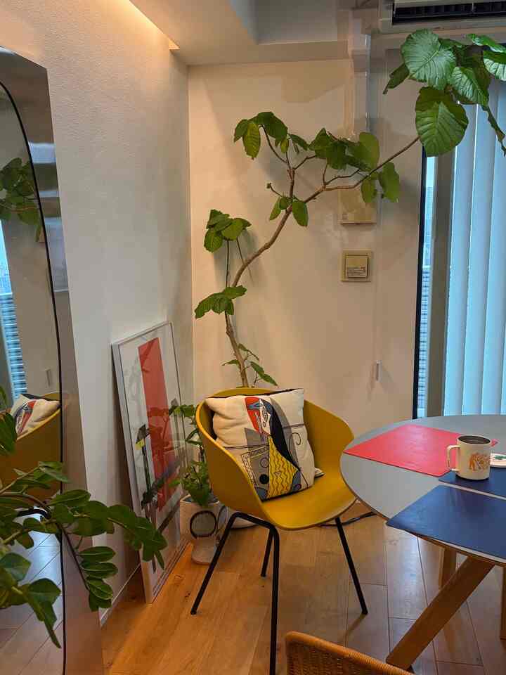 ウンベラータの成長が止まらない🌲
#観葉植物のある暮らし
#リビング