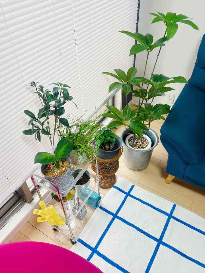 #観葉植物
#ピンク
#ヨギボー
