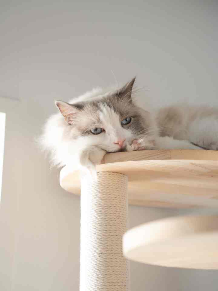 ナチュラルカラーの空間に猫がキャットタワーの上でくつろいでいる雰囲気のあるインテリア