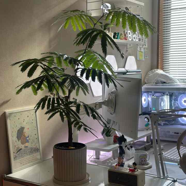 📖My work room
🎮Gaming room
🪴The moss is growing nicely too ♡

#Mamuang
#interior
#gamingroom
#desktop
#whiteinterior
#Pokemon
#pokemon
#plants
#Everfresh
#ikea
#nanoleaf