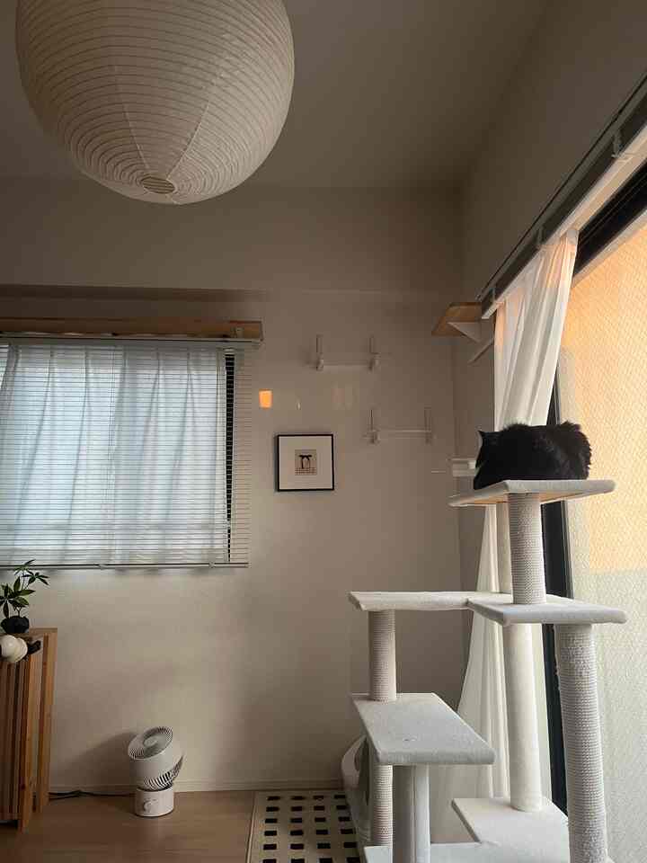 🐈‍⬛🍂
#猫のいる暮らし　#1LDK 
#フェイクグリーン　#フレーム　#ラグ