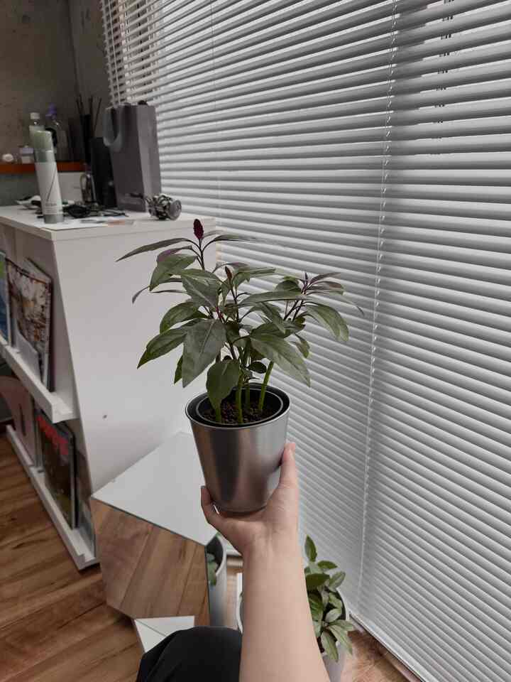 #植木鉢
#植木
#ikea
#ブラインド #アルミブラインド