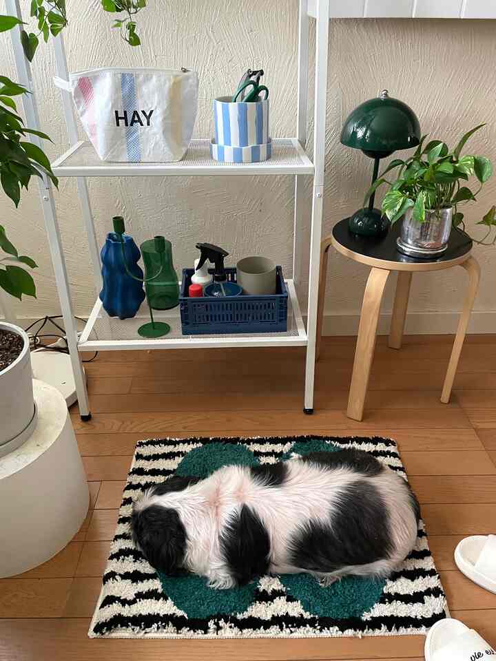 #犬のいる暮らし　　
最近寒くなってきたので、我が家のわんこもラグがお気に入り
#ラグ　#カーペット　#賃貸インテリア　#植物棚　#観葉植物　#カラフルインテリア