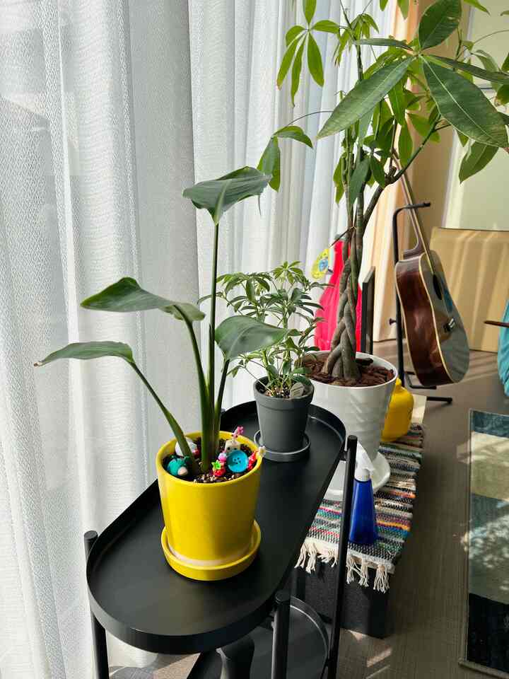 植物があるだけで、部屋の空気が少しやわらかくなる🌿

家具や雑貨だけじゃなく、
植物の色や高さ、置く場所まで考えながら
部屋全体のバランスを整えるのもインテリアの楽しみ。

「好き」を集めながら、
心地よく過ごせる空間をつくっていきたい。

#植物 #グリーン #インテリア #あおくんの部屋