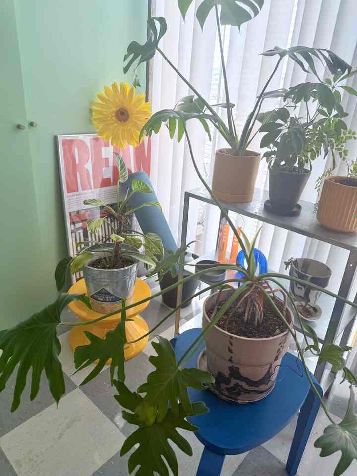 I love plants and can't help but collect lots of them 🌱
I also love how the sunlight shines in on sunny days!
I think I'll take some more photos next time.
#houseplants #ohouse #ambassador
#livingalone #ミッドセンチュリー