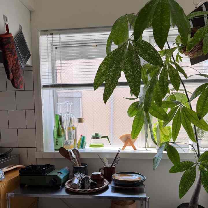 キッチンに収納がないので見せる収納で
#キッチン　#キッチン収納　#コーヒー　#観葉植物
