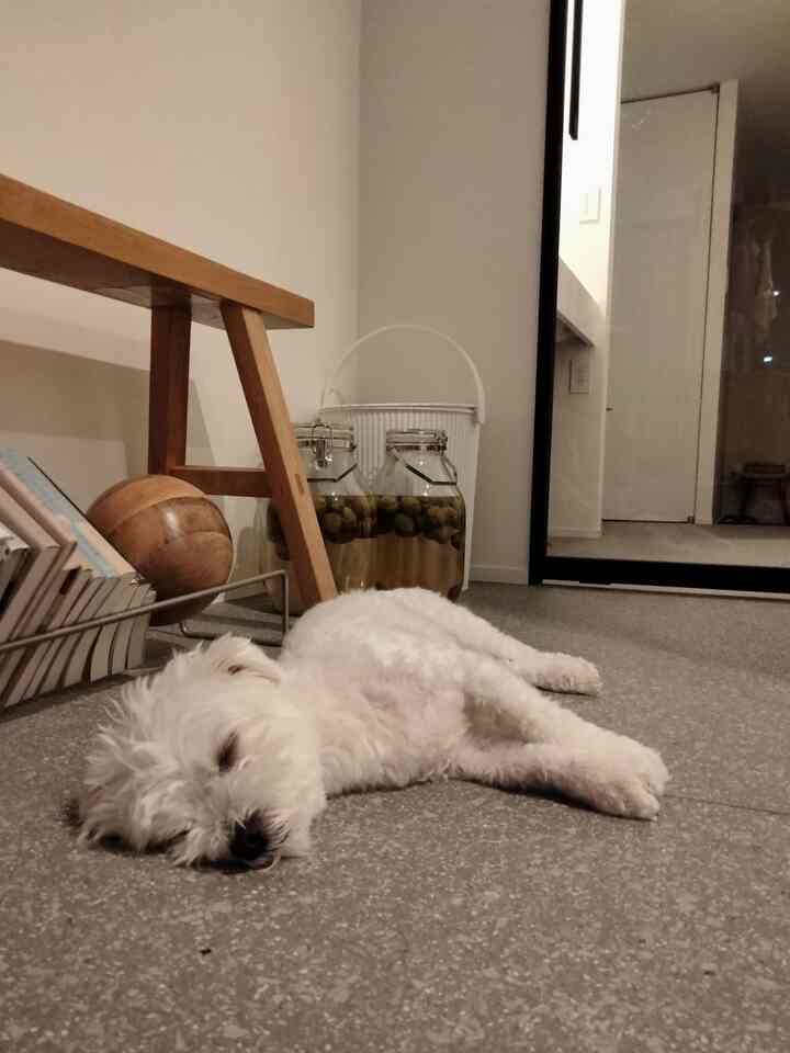 ねむねむ💤
#リビング #洗面台 #犬との暮らし #犬がいる暮らし 