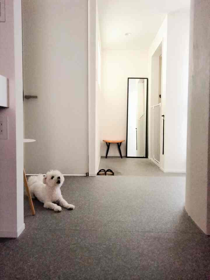 I wonder if the floor feels nice? 🐶
#Entrance #廊下 #玄関入口インテリア #犬がいる暮らし #犬との暮らし