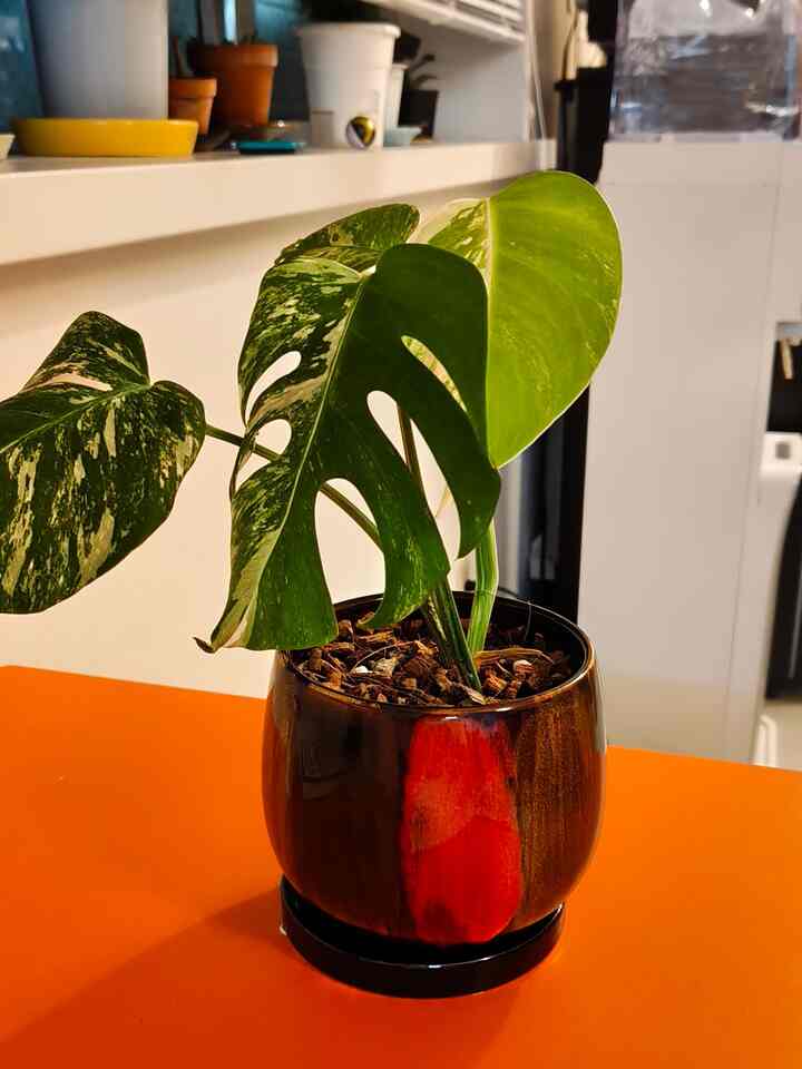 Tunas-tunas barunya semakin membesar.
#VariegatedMonstera #観葉植物