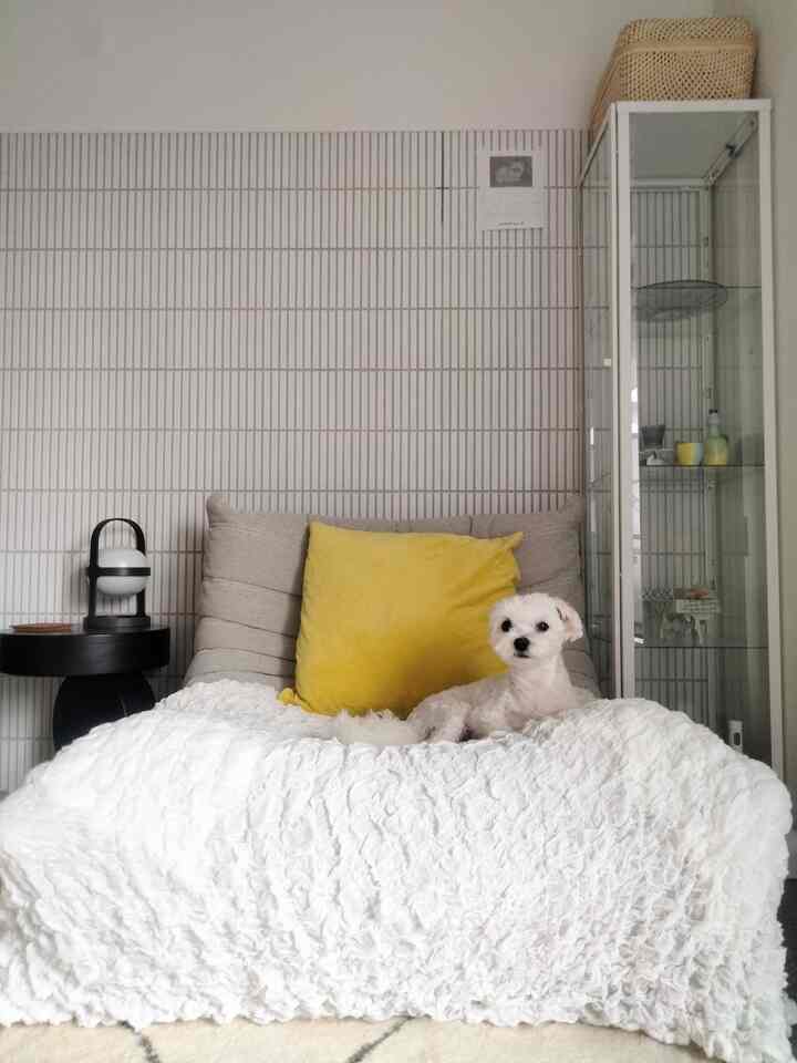 Natural and white tone living room featuring beige sofa, yellow cushion, and a small dog resting comfortably