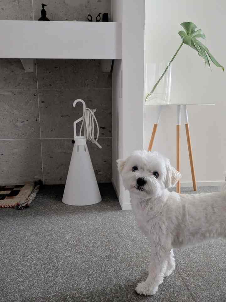 🐶Dog and Monstera☘️
#EntrywayDecor #廊下 #洗面台 #犬がいる暮らし #犬との暮らし