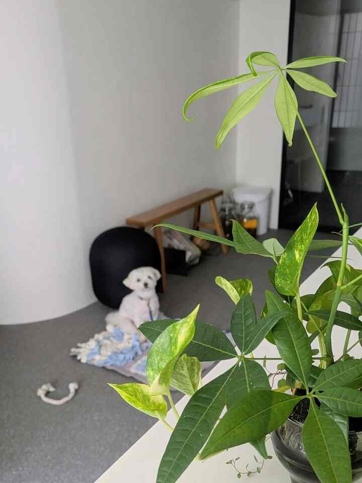 水耕栽培もしてます☘️
#リビング #観葉植物 #犬がいる暮らし #犬との暮らし
