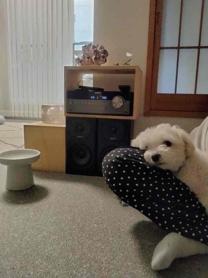 ママのお膝でまったり🐶
#リビング #リビングインテリア #犬がいる暮らし #犬との暮らし