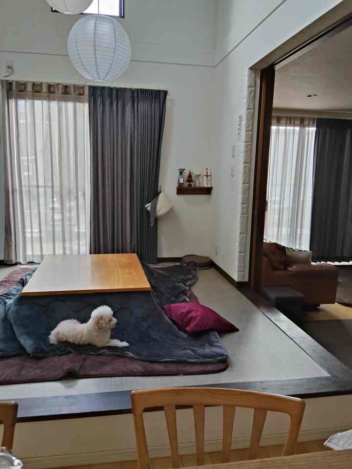 グレーのカーテンとナチュラルカラーのリビング、低い木製テーブルの上に白い犬がくつろぐ雰囲気のある空間