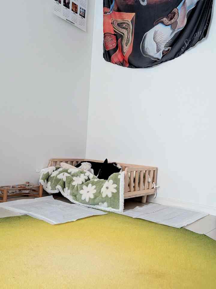 Cozy dog corner with white walls and floor, wooden pet bed framed with green floral blanket atop a green gradient rug