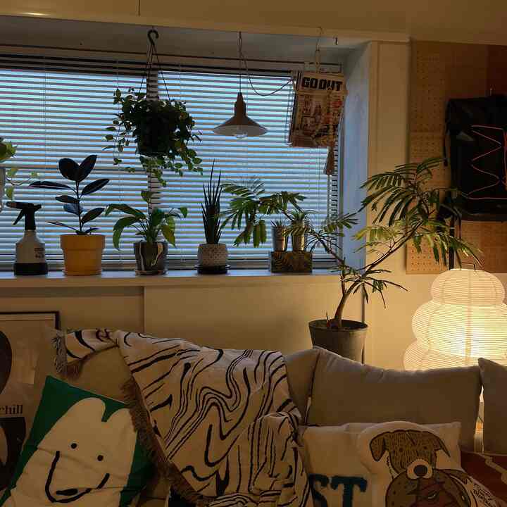 Bay window in the evening

#Living room #出窓 #ソファ #クッションインテリア #イサムノグチ #観葉植物