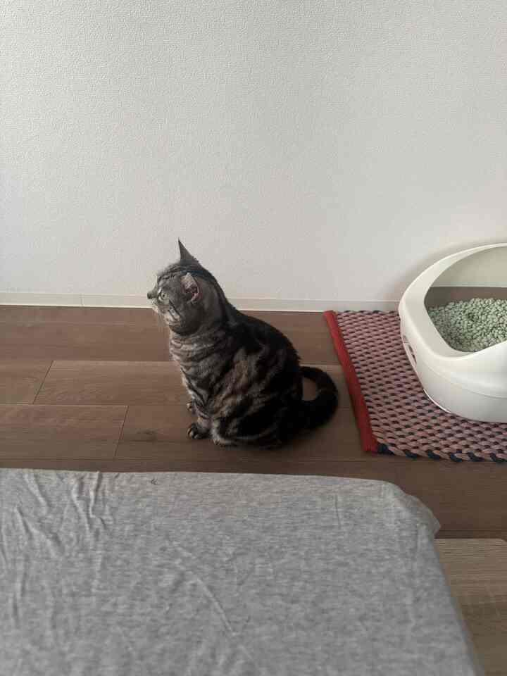 ブラウンの木製床とグレーの寝具が配置されたミニマルな1K寝室、猫と猫トイレがある空間