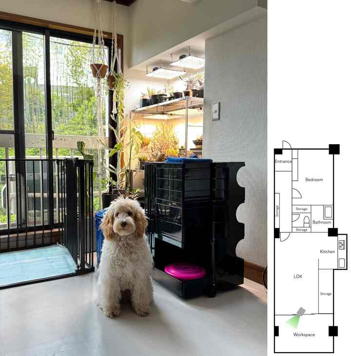 白い床と黒い収納ワゴン、多数の植物が置かれたワークスペースに犬がガラス扉の前で座っている印象的な空間