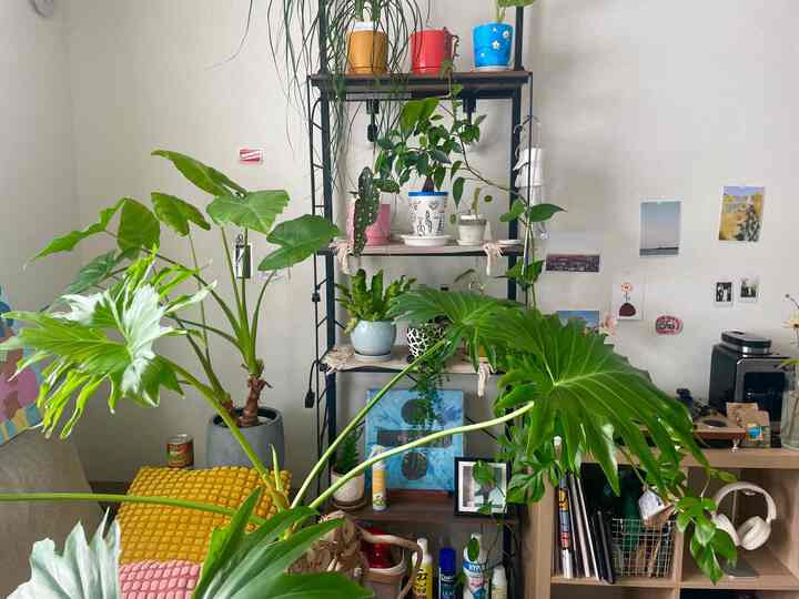 多様なグリーン植物と多層の収納棚が配置されたナチュラルなトーンのリビングスペース