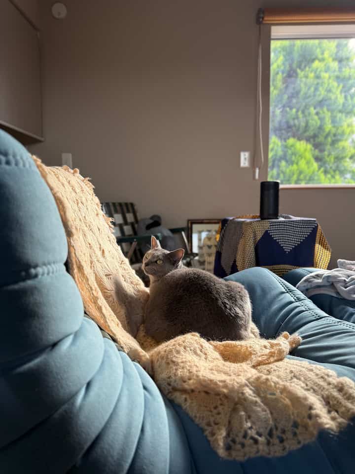 柔らかなベージュの毛布がかかった青いソファの上で、窓からの光を浴びる猫がいる雰囲気のあるリビング
