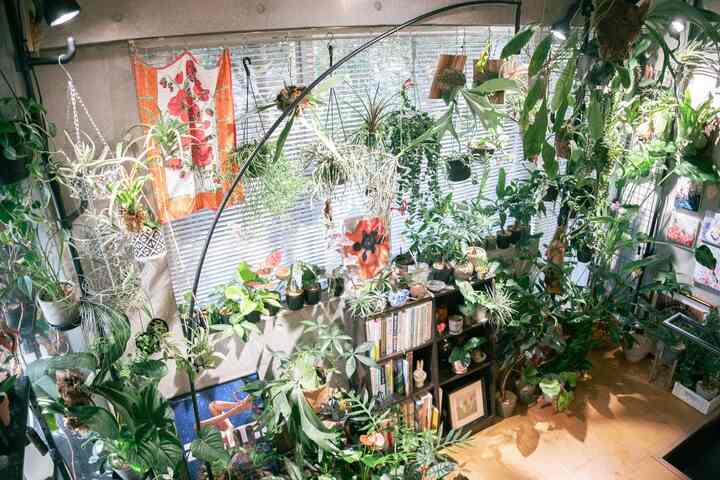 🇯🇵 1LDK｜植物とアートに囲まれた、静かな一人暮らし