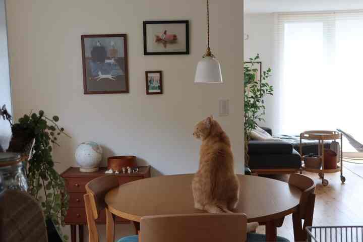🇯🇵 1LDK｜猫と子どもと暮らす、我が家の「心がゆるむ整え方」