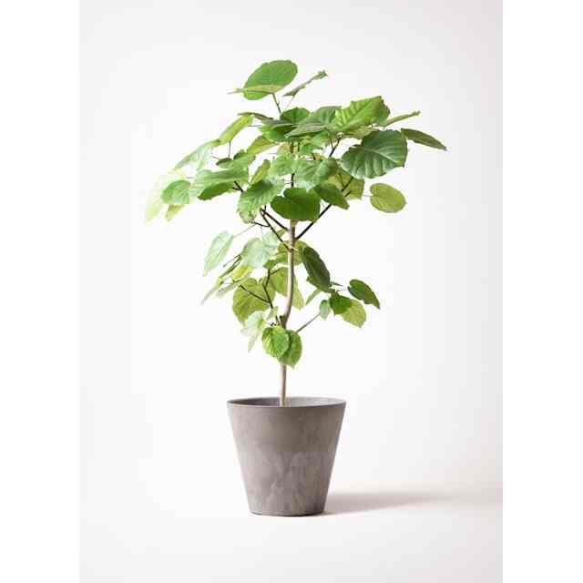 観葉植物 フィカス ウンベラータ 8号 ノーマル アートストーン ラウンド グレー 付き