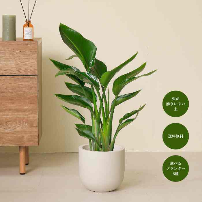 オーガスタ ストレリチア［7種］