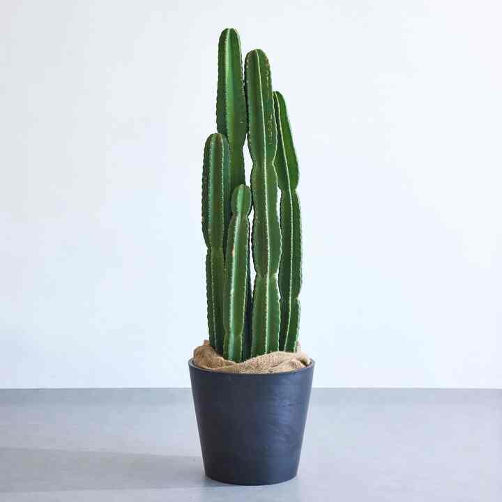 柱サボテン XL 観葉植物