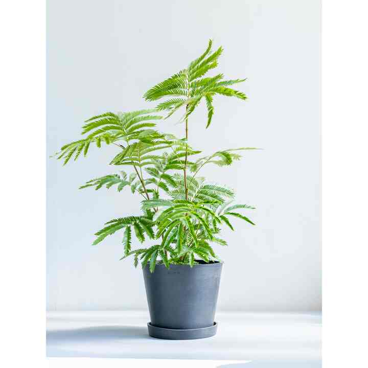 エバーフレッシュ S