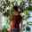 maya_cohal