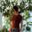 maya_cohal