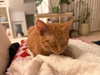 niconico_house님의 프로필 이미지