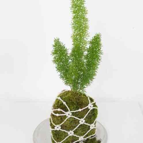 パールパール メイリー