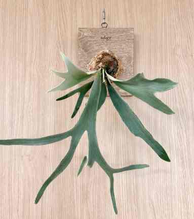 ビカクシダ ハンギングプラント