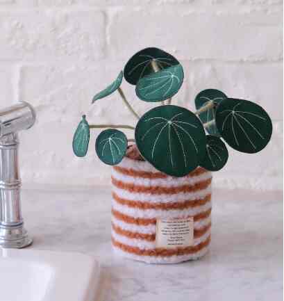 ピレア・ペペロミオイデス