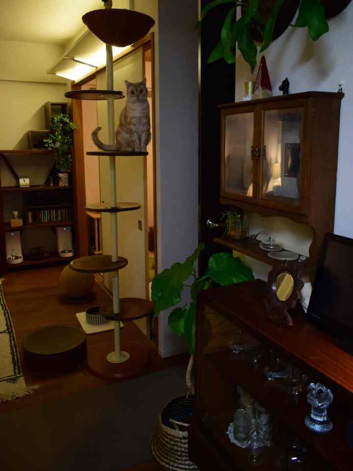 Brown wood-toned living room with plants featuring a cat on a cat tower in a natural vintage setting