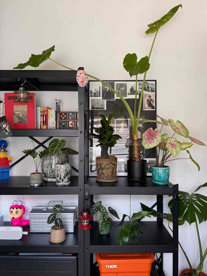 Adding color to a black shelf will enrich it🍊🧰

#black #シェルフ #オレンジ #アウトドア用品 #植物 #しんちゃん #livewithplants #LEGO #ツールボックス #toolbox #IKEA #toyo #thor #ワークスペース