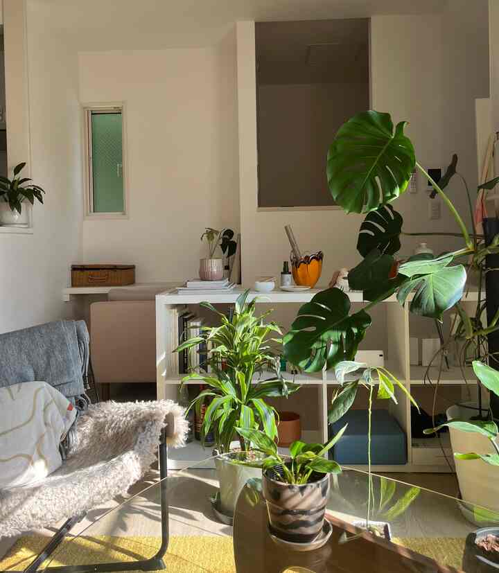  冬の天気のいい日が大好き🩵
#interiordesign #midcentury #1ldk #interior #livingroomdecor #ikea #isamunoguchi
#賃貸インテリア #賃貸暮らし #観葉植物 #北欧インテリア #モダン #二人暮らし