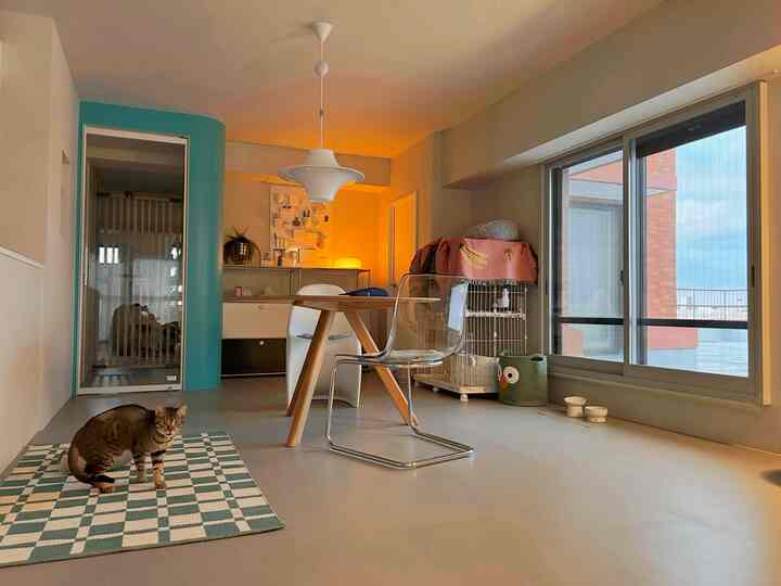 Natural modern dining room with white and wood tones, featuring transparent chair, a cat, and pet house in a cozy setting