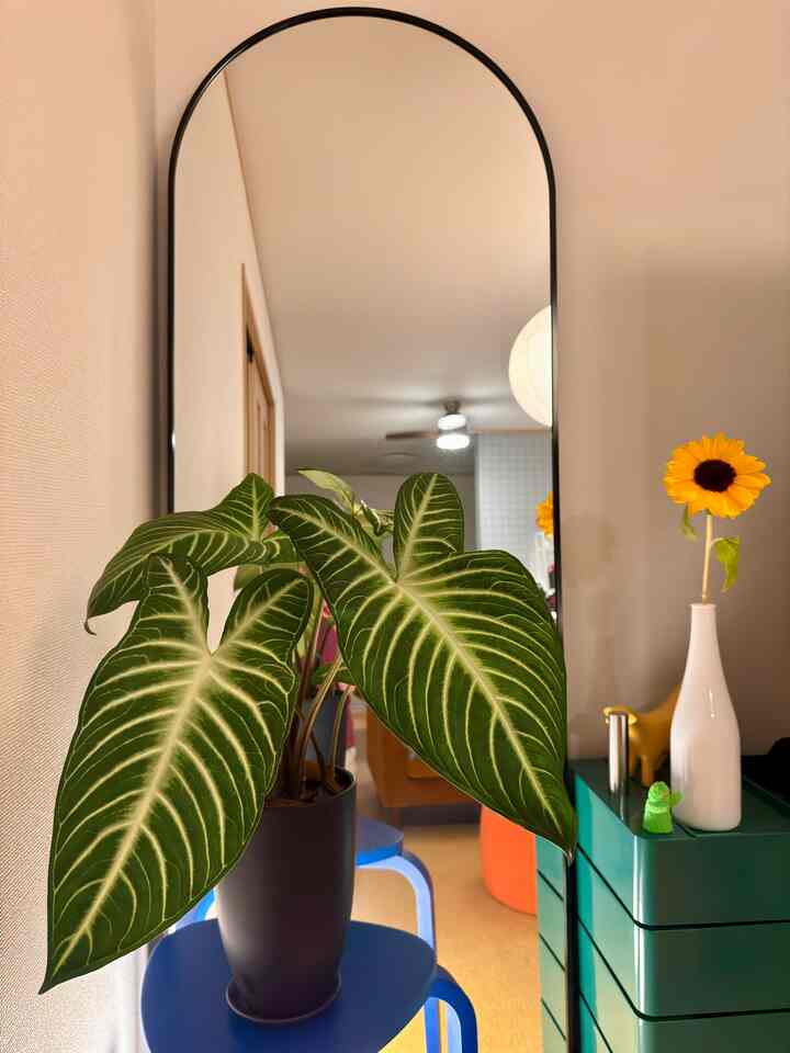 念願の全身鏡🪞

#全身鏡 #全身ミラー #植物 #storage #椅子 #インテリア #ひまわり #colorful #カラフルなインテリア  #livewithplants 