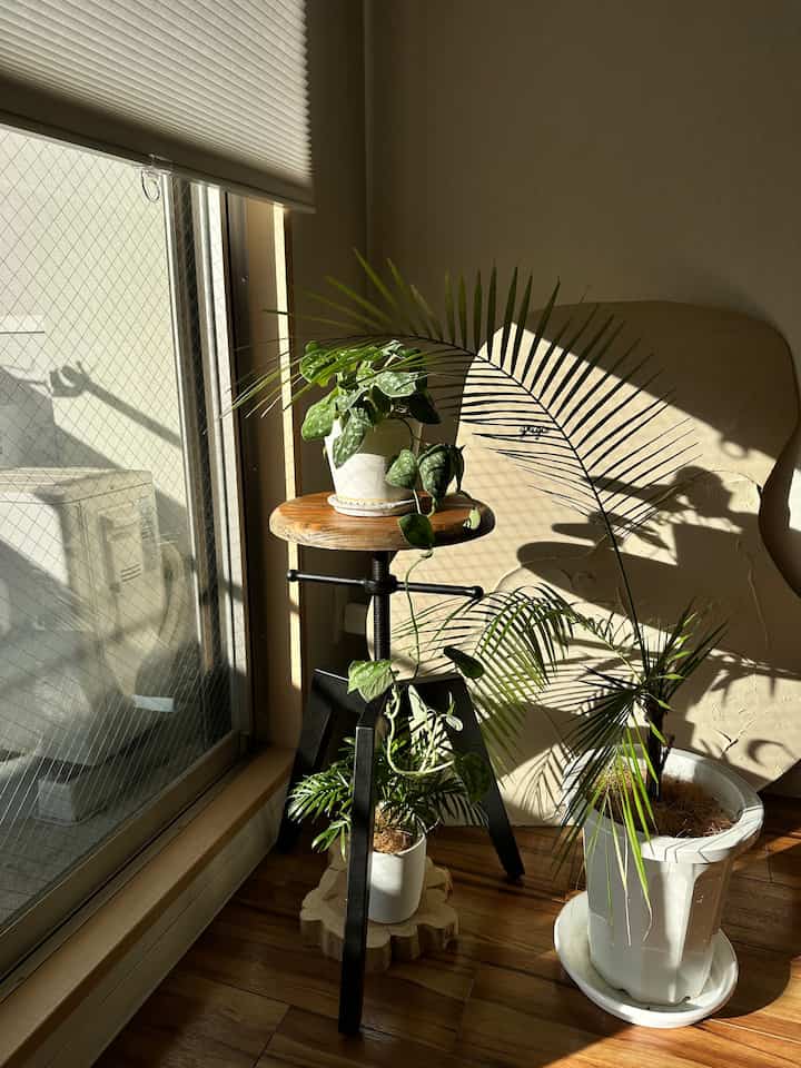 クランクスツールを一番高くして、植物の日光浴エリアに。
高さが変えれるスツールはほんと便利だなあ😌

#植物インテリア 
#クランクスツール