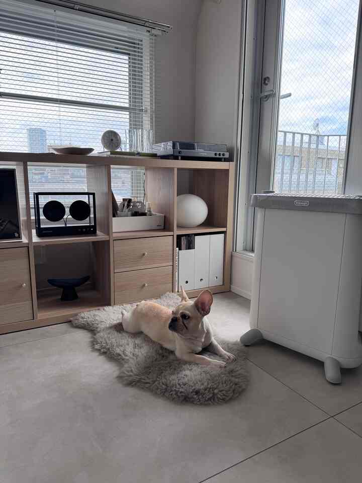 ペット用にデロンギのマルチダイナミックヒーターを購入しました。

スペーシーなデザイン
足が可愛い🤣

#北欧インテリア 
#ミッドセンチュリー 
#ミッドセンチュリーモダン 
#ジャパンディ
#デザイナーズ
#vitra
#delonghi
#transparent
#スピーカー
#アルネヤコブセン
#レコード
#レコードプレイヤー
#japan
#frenchbulldog
#フレンチブルドッグ