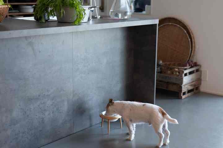 キッチンカウンター前がお食事スペース 
#犬と暮らす #モルタライク #グラフテクト